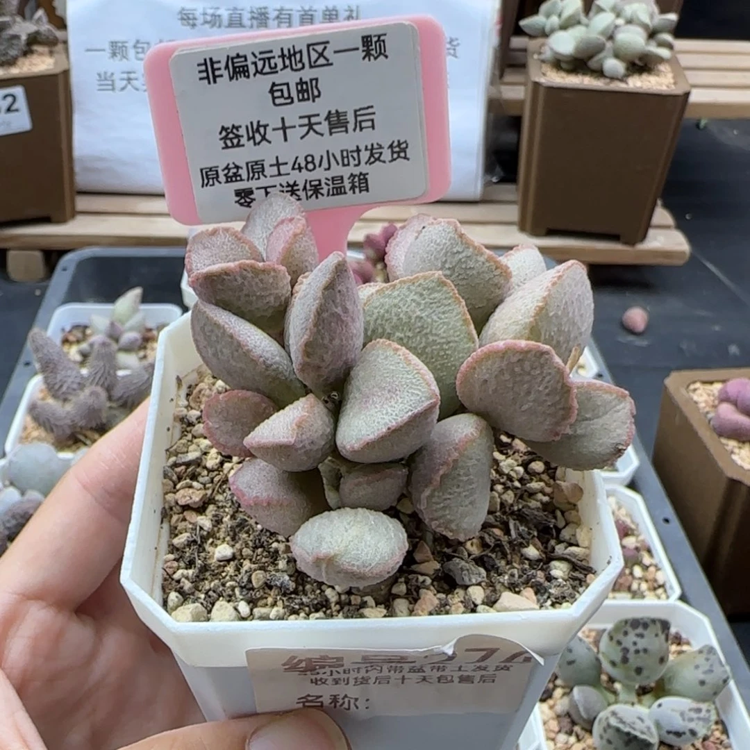 274妖姬多肉植物