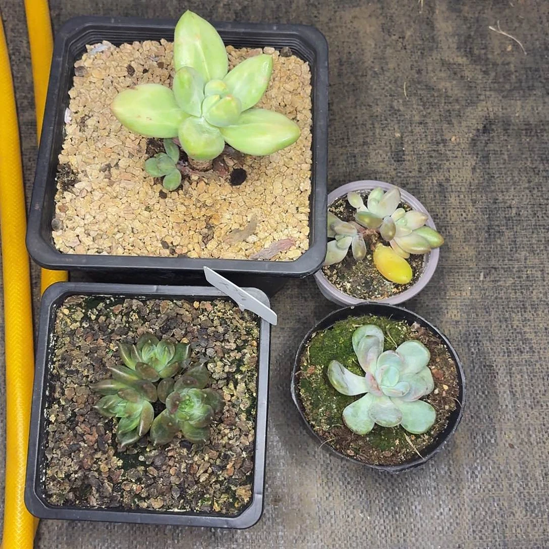 E***鹏美人98999999999999999