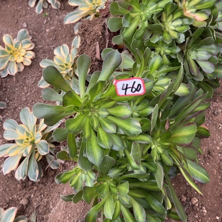 多肉植物460不售后