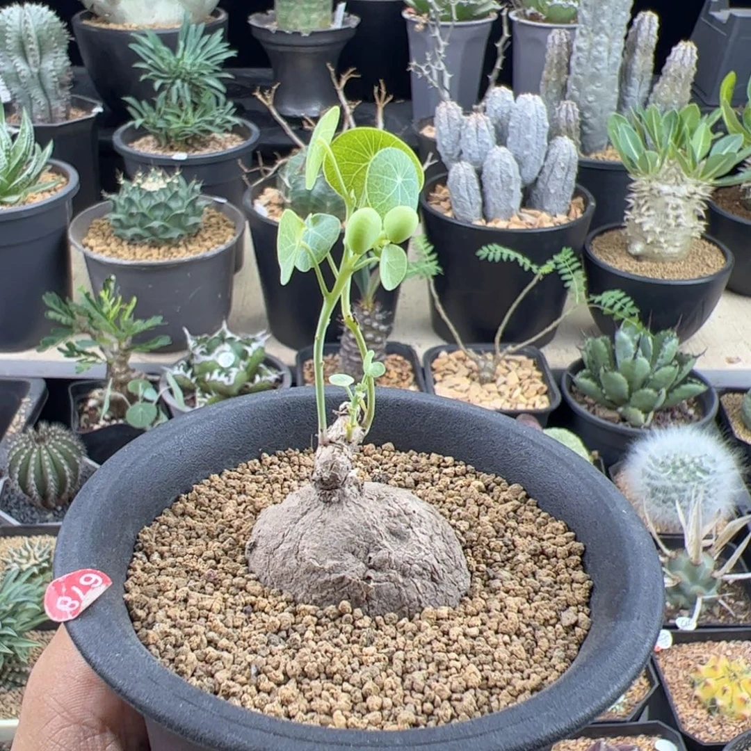 素可泰带果子一物一拍带盆发
