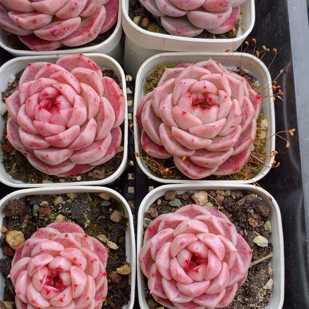 2-362 新疆西藏内蒙不发其他一单包邮两到三公分多肉