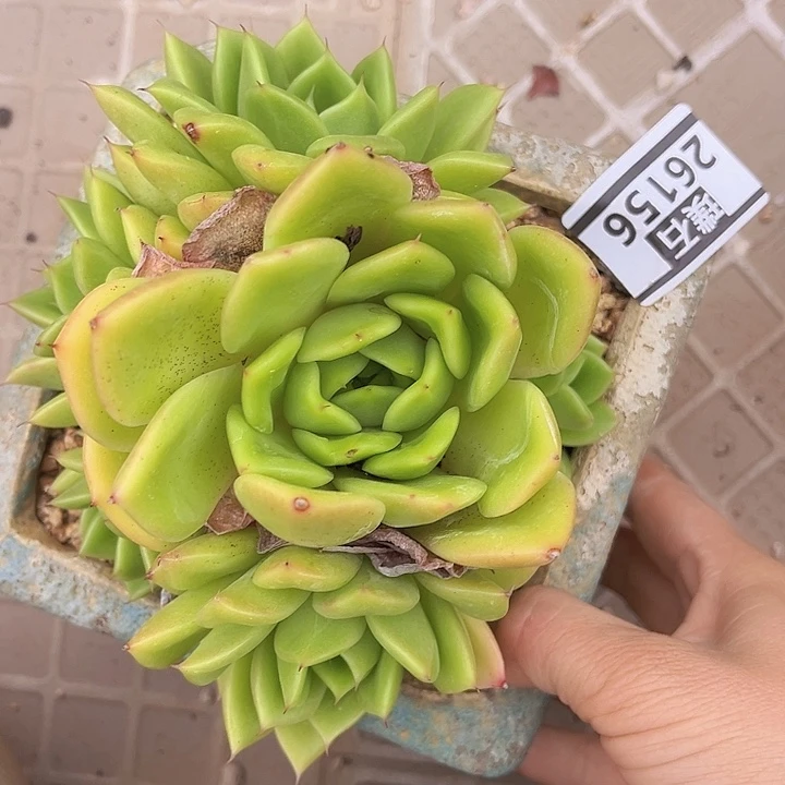 东云杂26156多肉植物