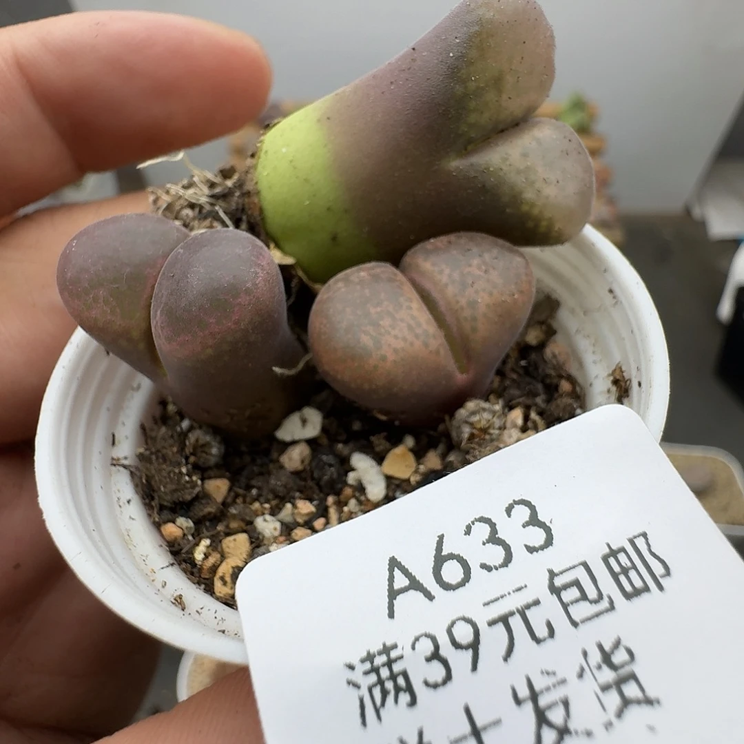 633多肉哈哈哈哈哈哈哈