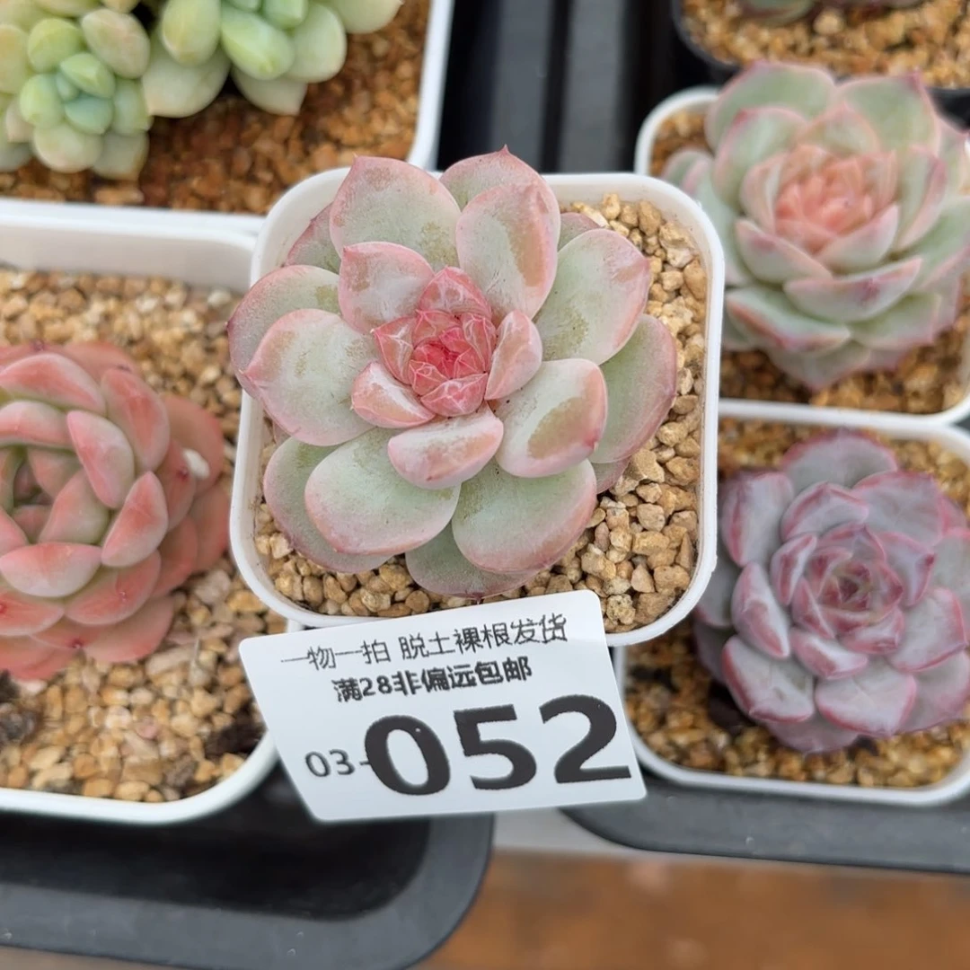 优选糖心多肉多肉多肉