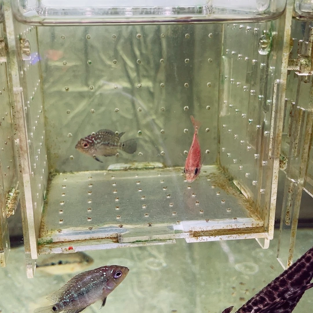 你****罗汉鱼古典火凤凰一条