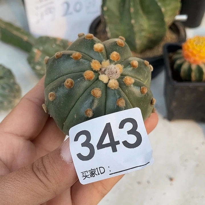 三角架街343号琉璃兜