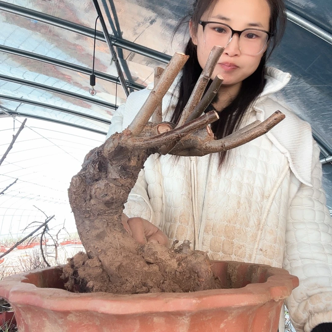 让****完全开放乌梅玉生桩