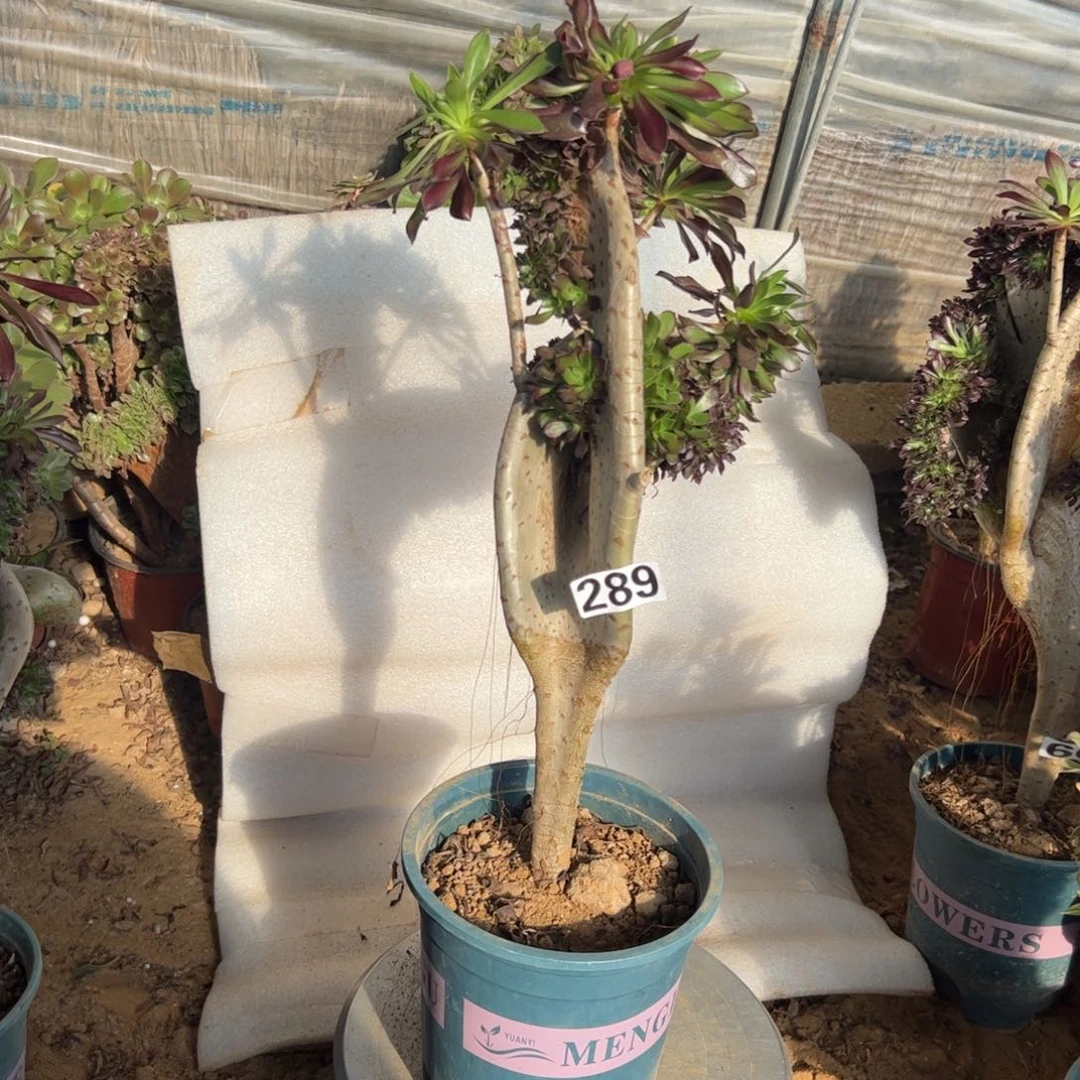 有伤翅膀289高度40厘米