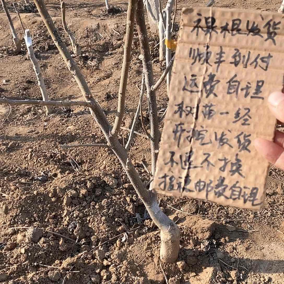 文玩核桃把件苗**泉预定粗筋补差价一颗
