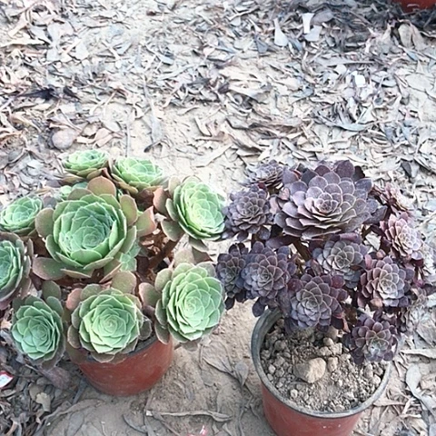 纯***美万圣节十黑铜法师多肉5
