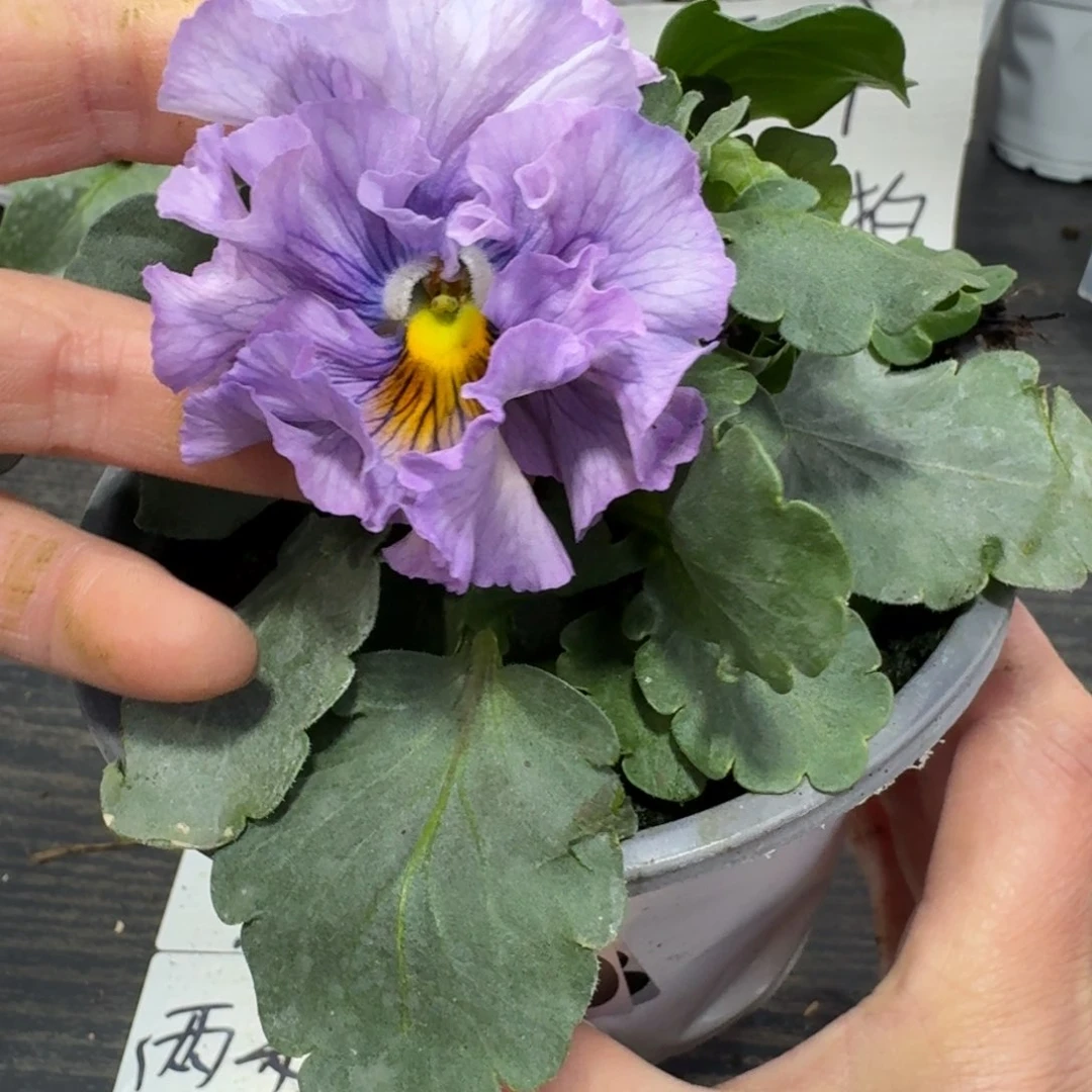 全部花朵059号木村