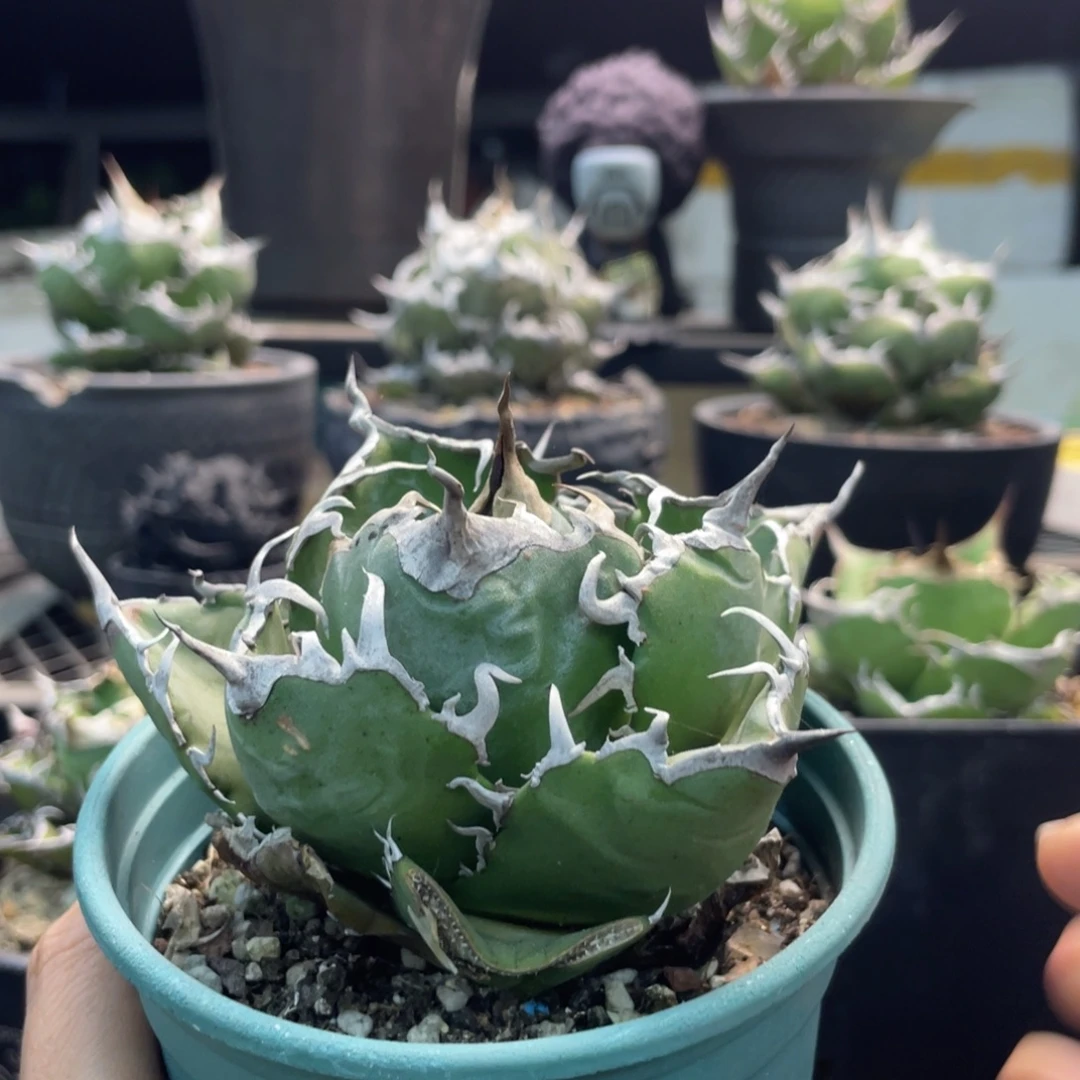 *****正白包子88888888888