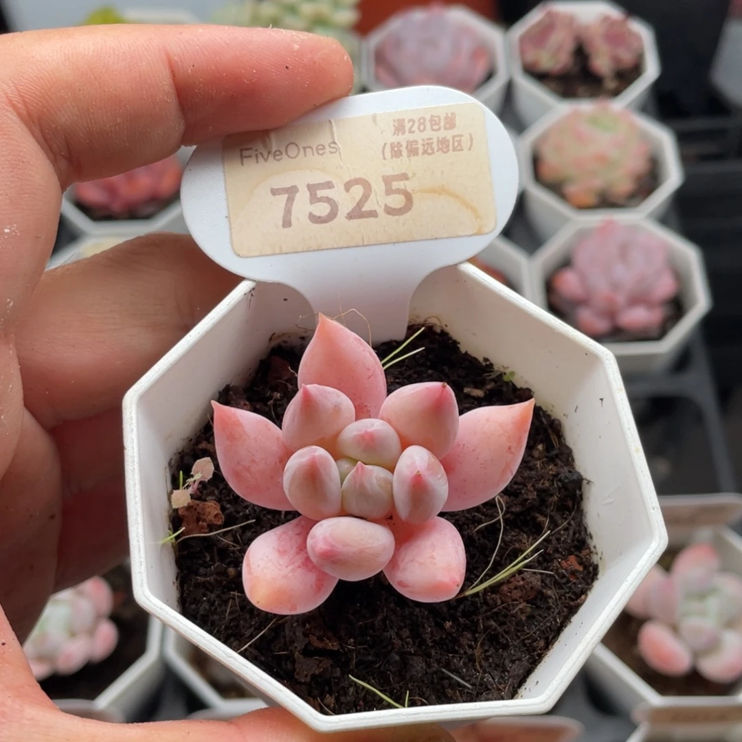 所罗门7525-4.5厘米