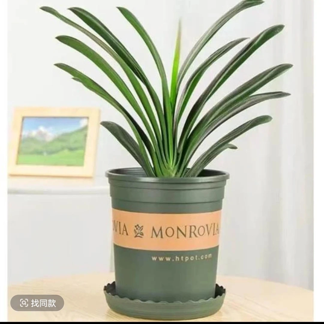 【带盆君子兰8-10片】招财客厅办公室好养包活耐寒耐热高端花苗