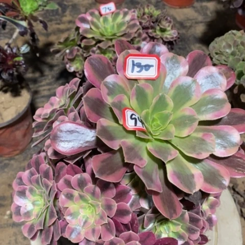 美杜莎一物一拍，