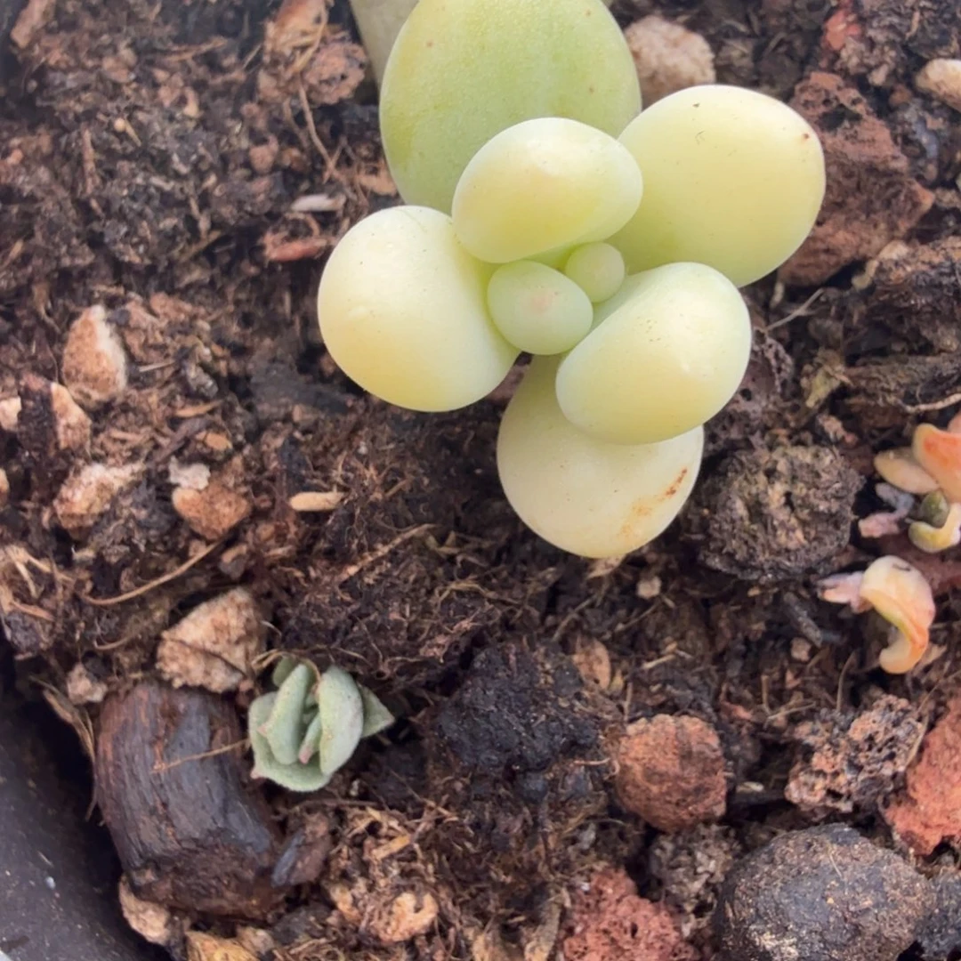 无名盲盒多肉锦植物