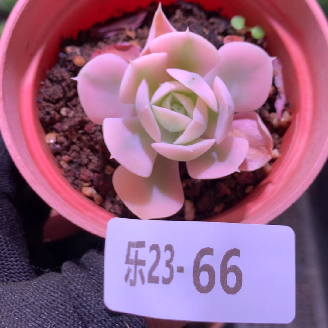 乐然23-66 鲁氏锦