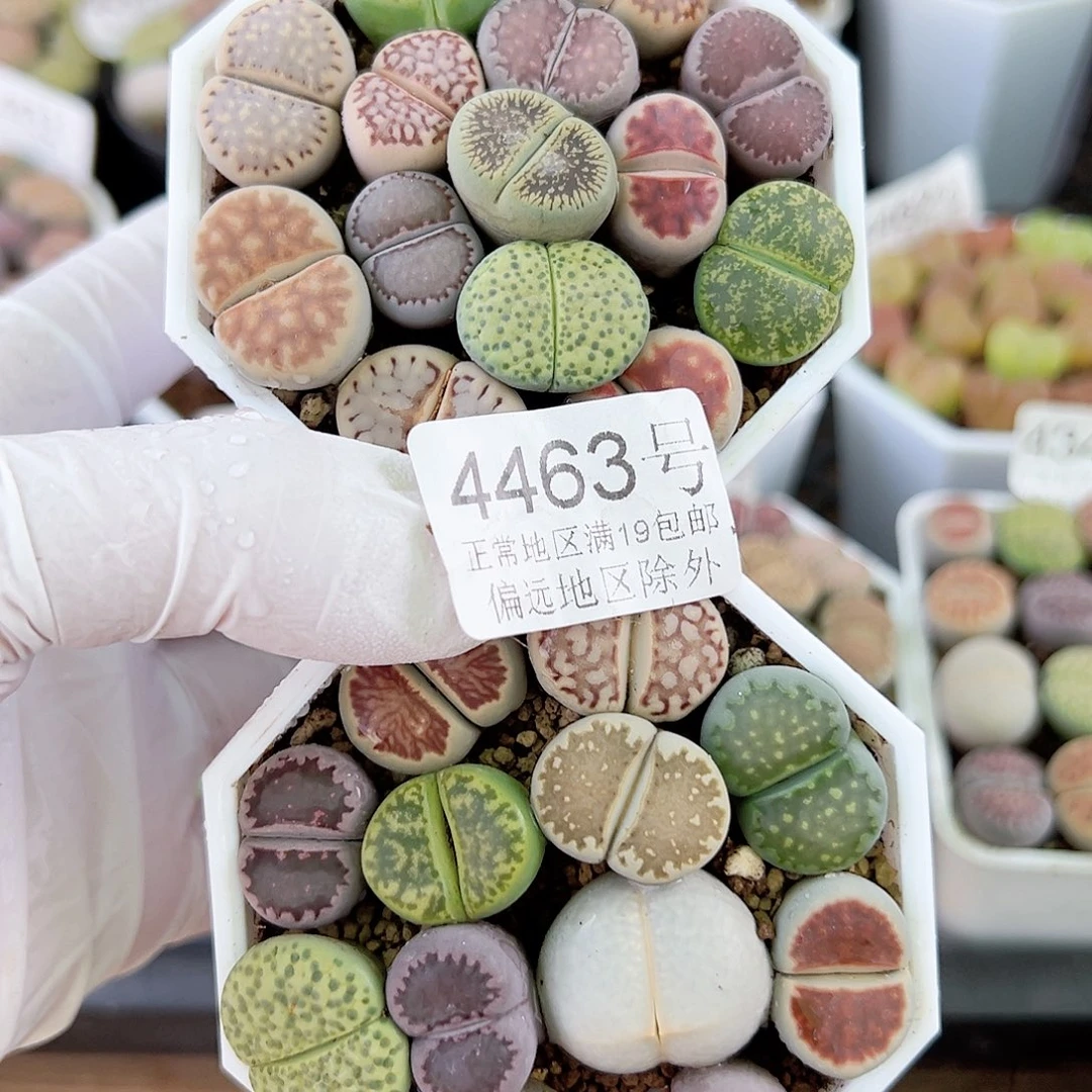 4463 好养易活生石花大母本两盆有饼干有高尔夫