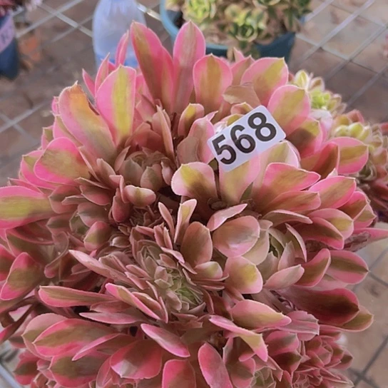 梅***菊多肉植物一个法师