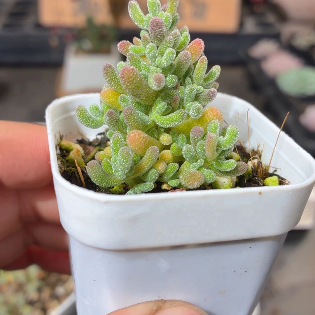 冰晶枝干多肉9.9包邮发货