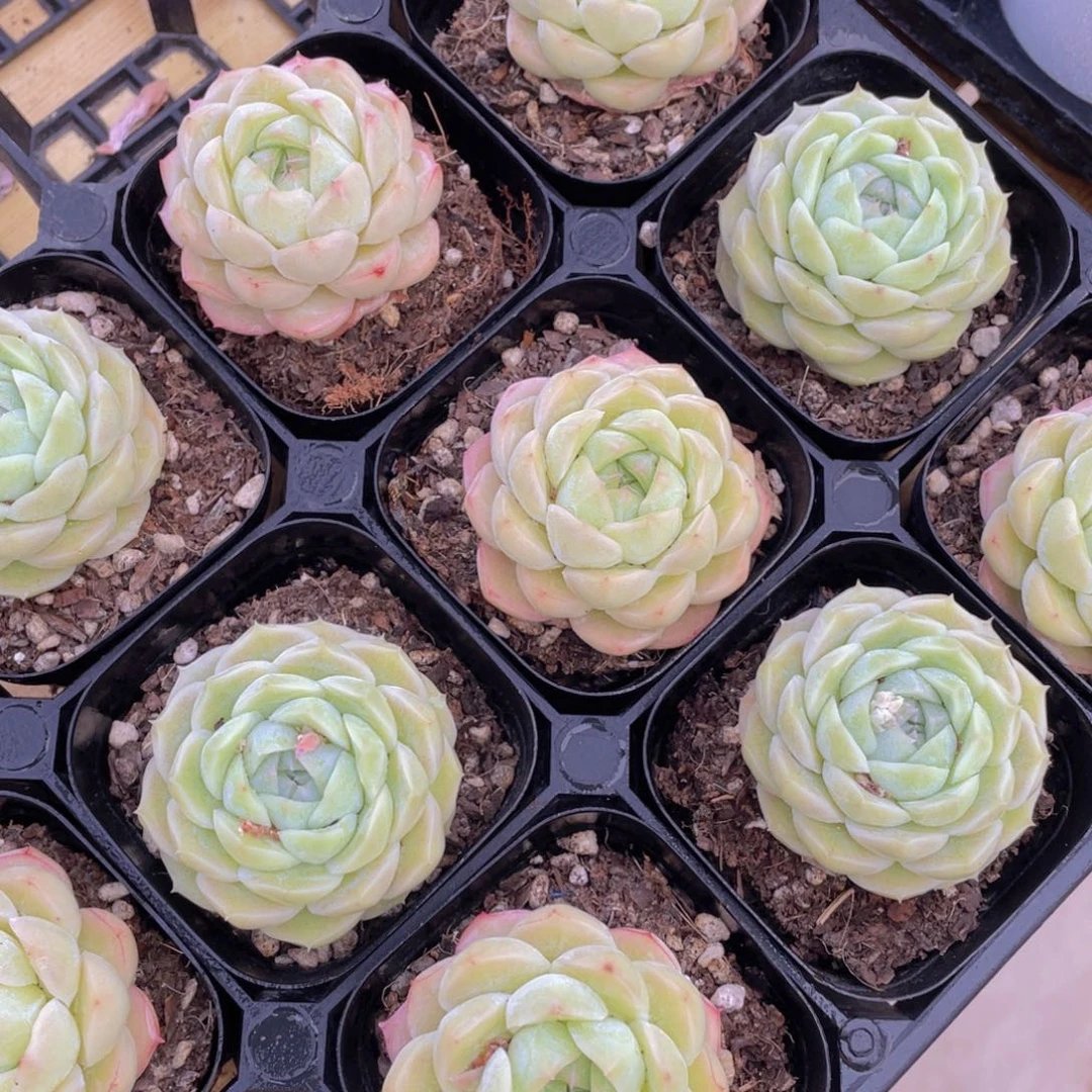 1041号 白桃汽水单头一个