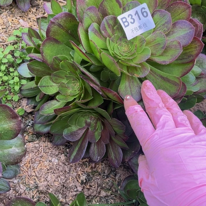 316花月夜多肉法师不包断枝