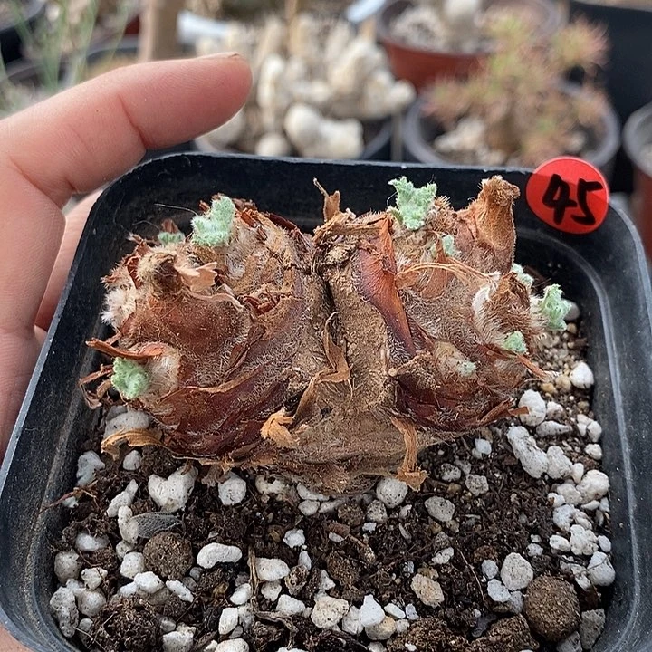 045羽叶洋葵一一一一一一一