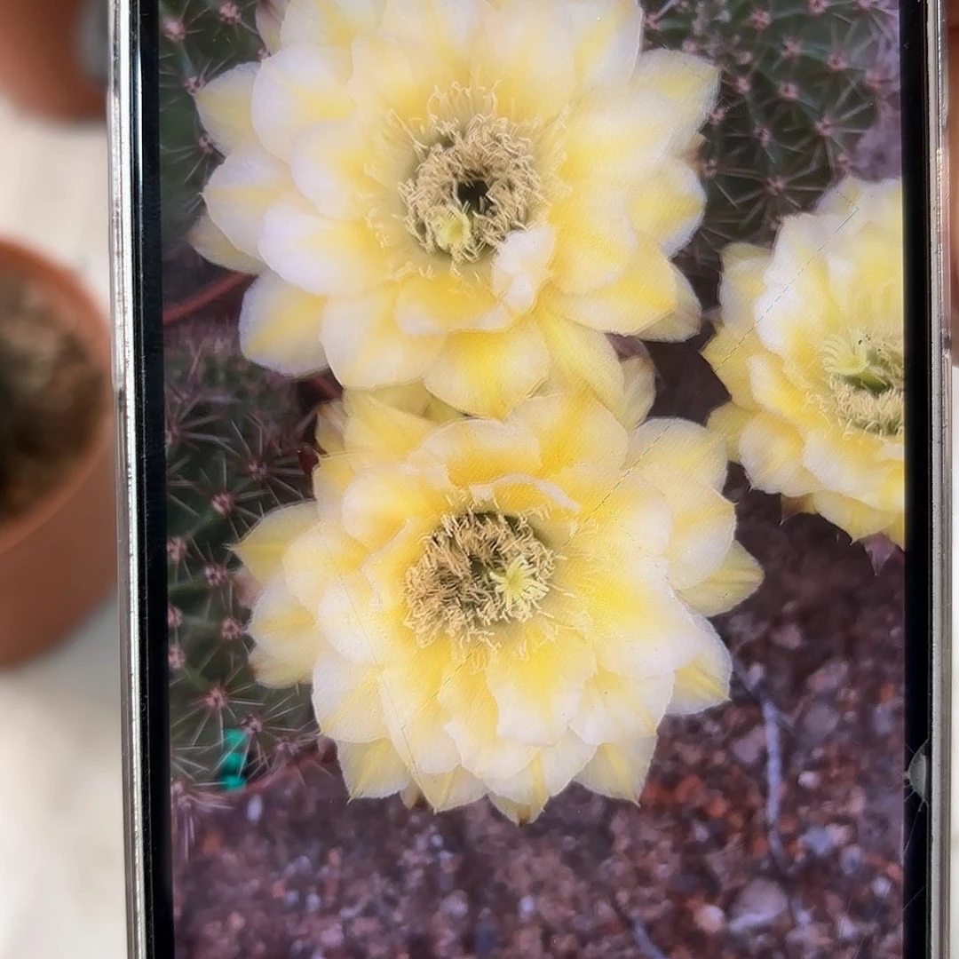 彩草绿黄白6.5公分左右微瑕