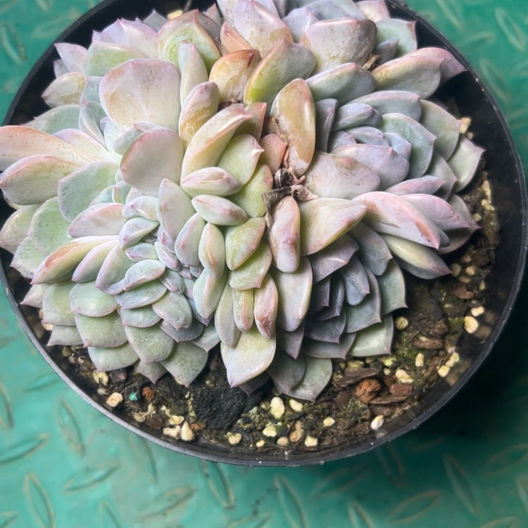 桐***7冰糖水晶缀，一物一拍