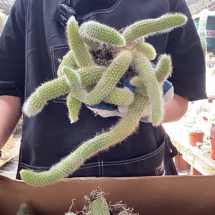 三头九尾狐，脱土发货