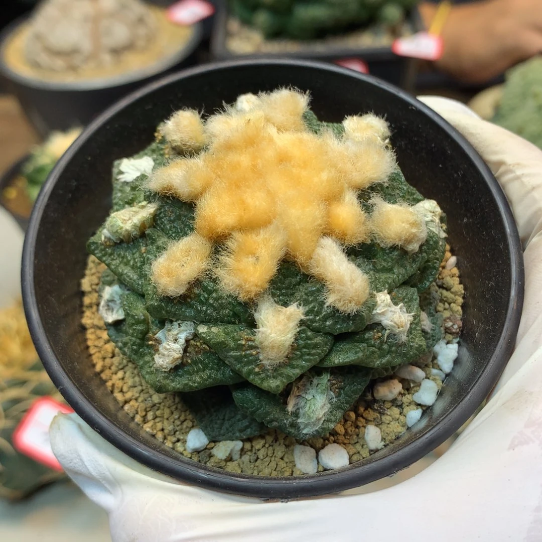 45号  自根龟甲连山7公分 带盆土发货