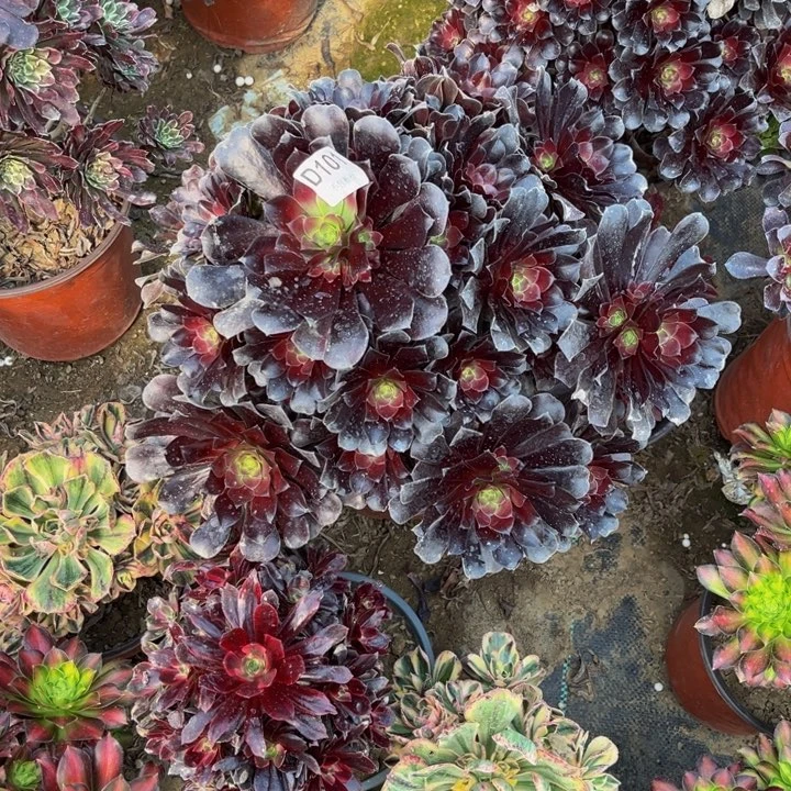 101梅花多肉法师不包断枝