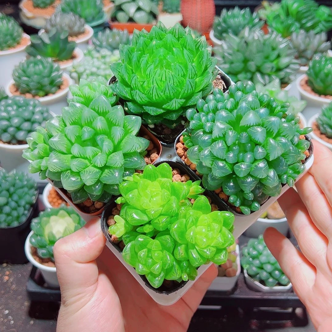 樱水晶姬玉露群雪花水晶草原盆土