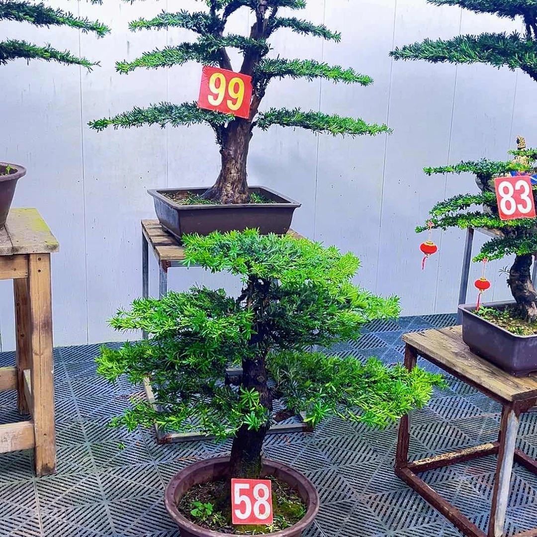 无花朵罗汉松盆景艺术作品