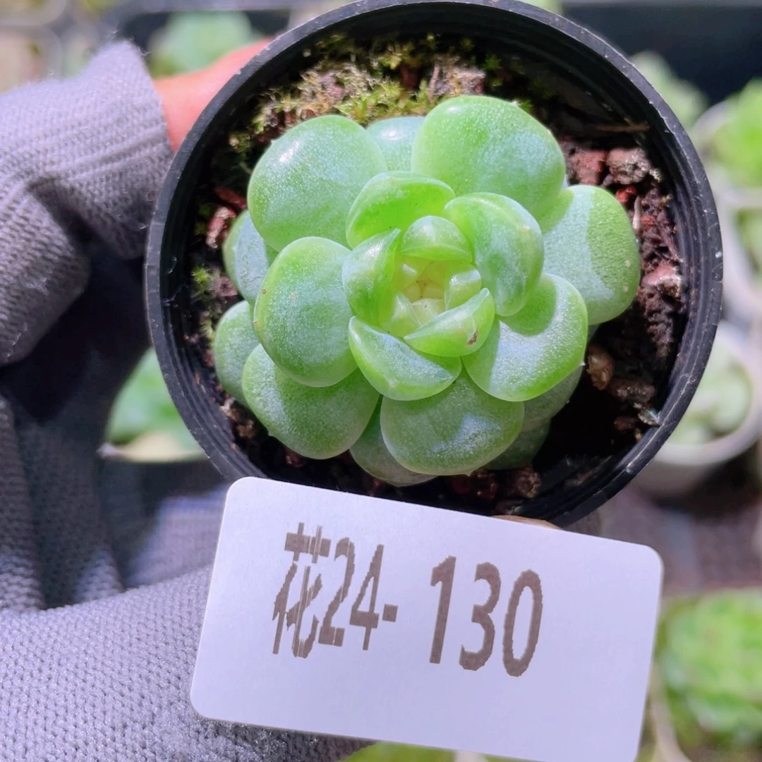 花利美24-130珍妮