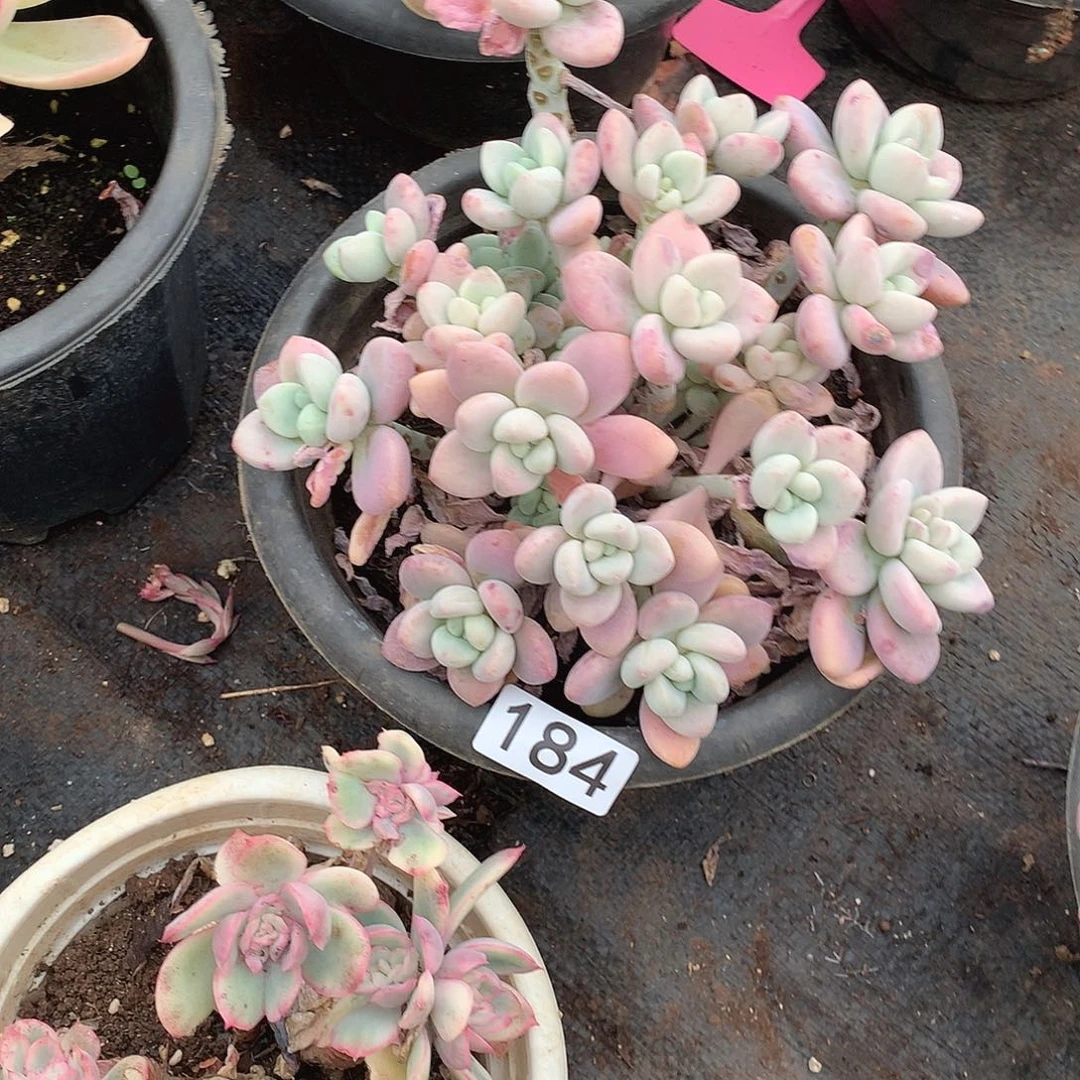 184 一物一拍多肉