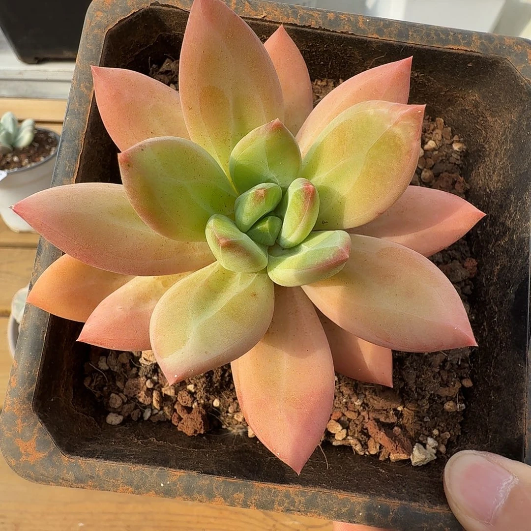 海洋之歌111123-167