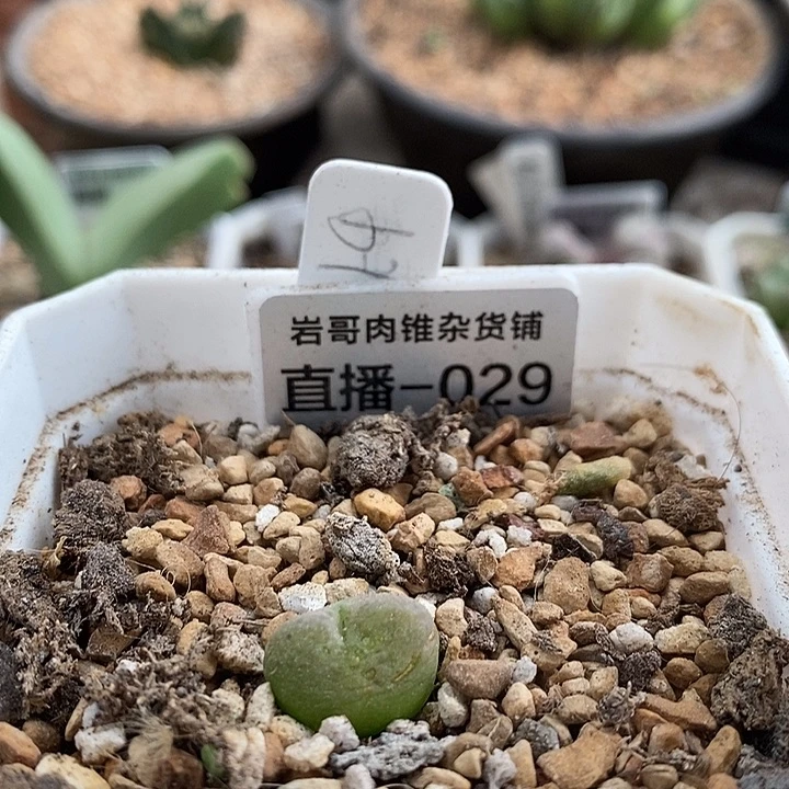 大枪皮卡丘少将杂毛