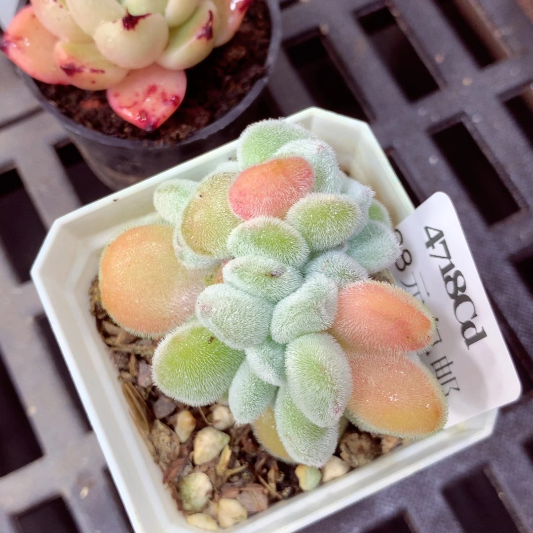 5厘米盆精控多肉4718