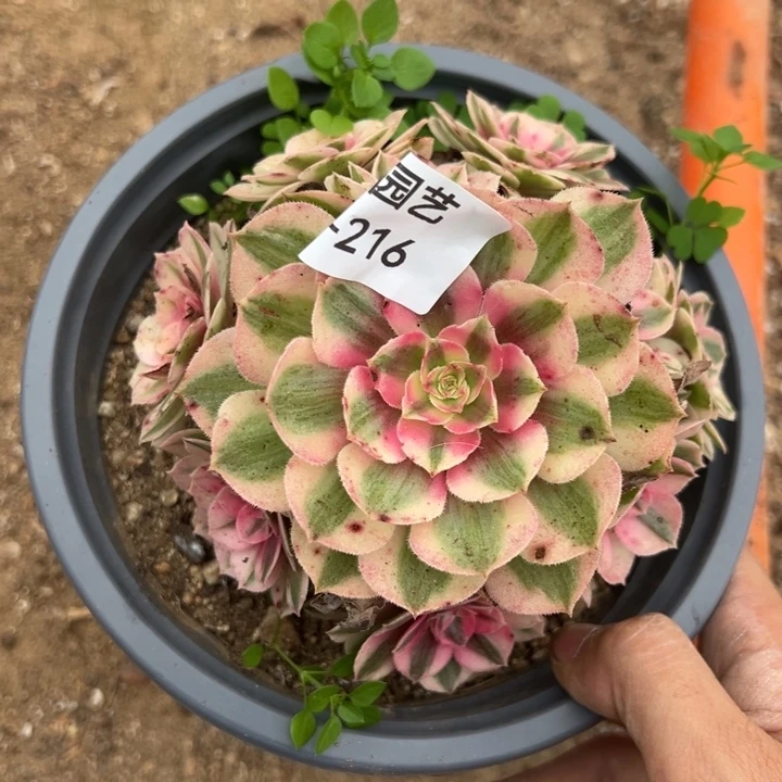 倾城小手捧多肉植物216