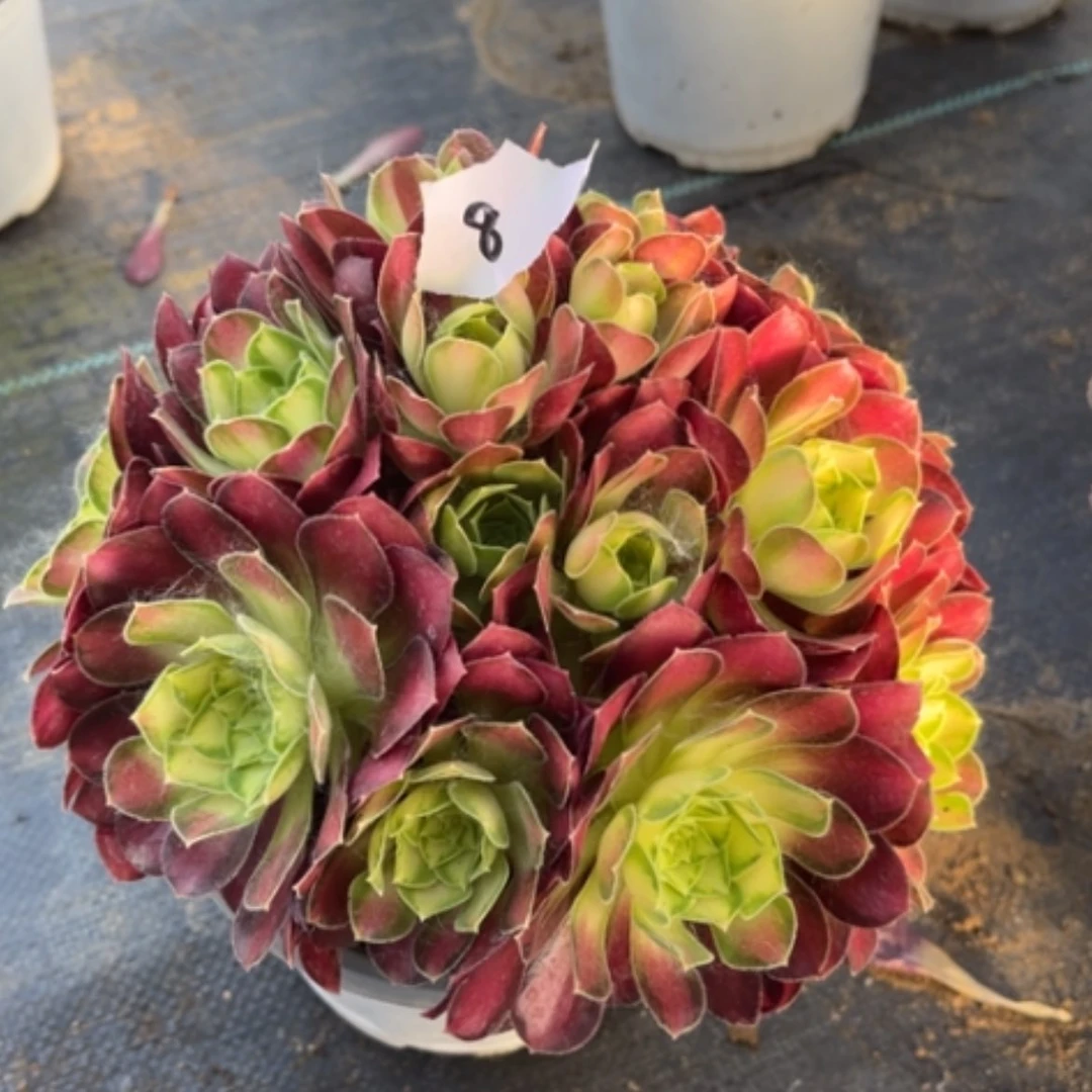 【闪购商品】8韶华多肉法师