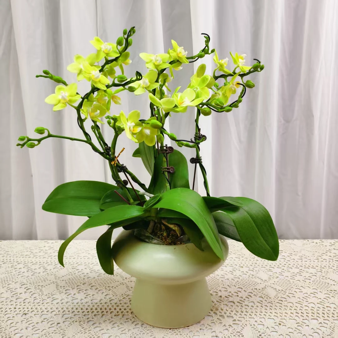 桦艺优选【台大微笑六】蝴蝶兰轻奢绿植花卉艺术高级盆栽植株好养