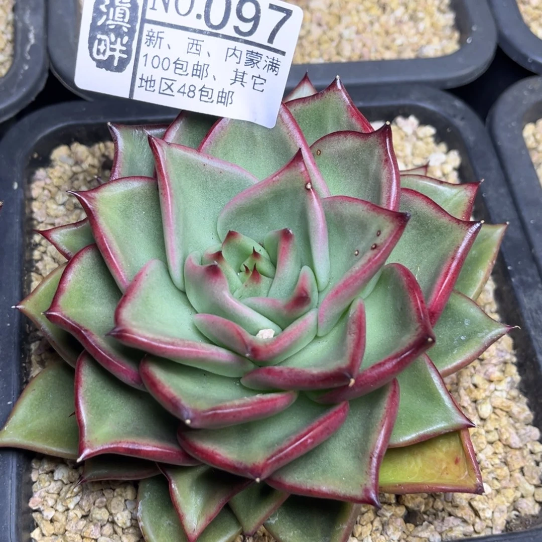 097………………………………原始种