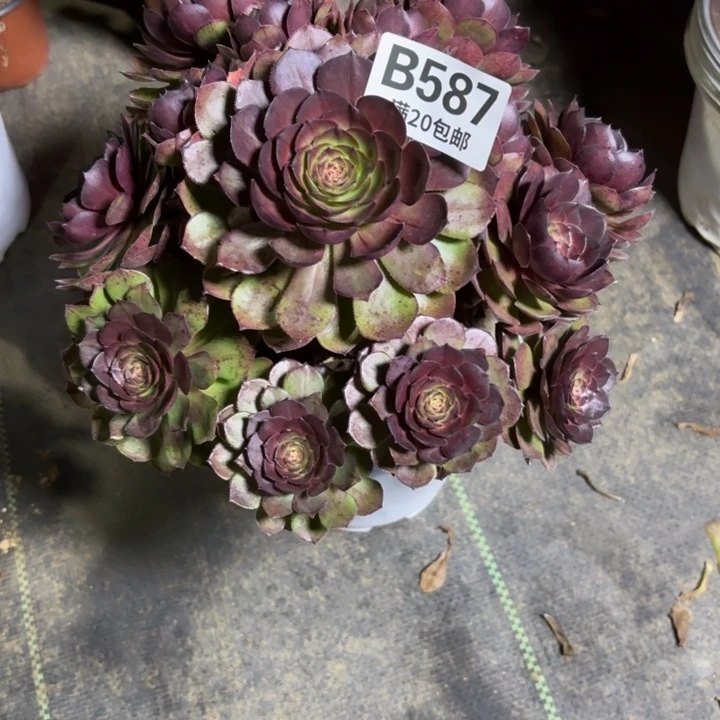 品**生瑞妈一物一拍587