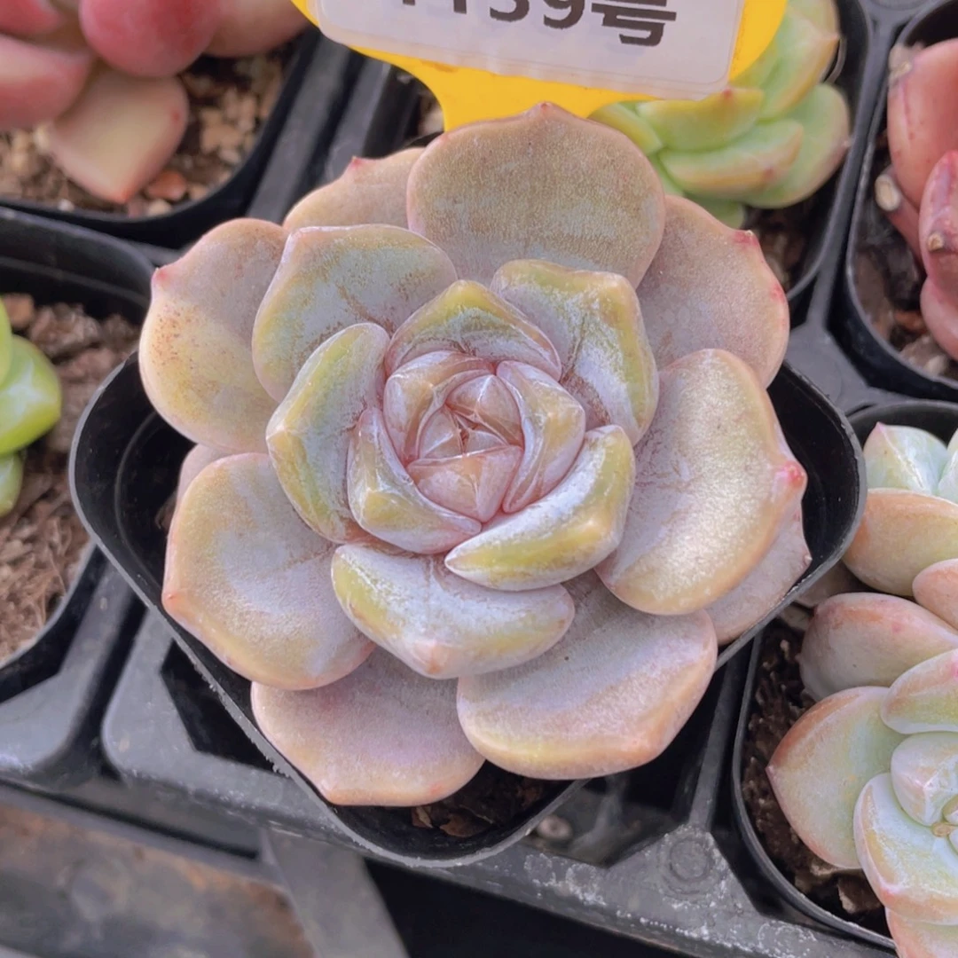 1159号 糖心丸叶芋圆啵啵