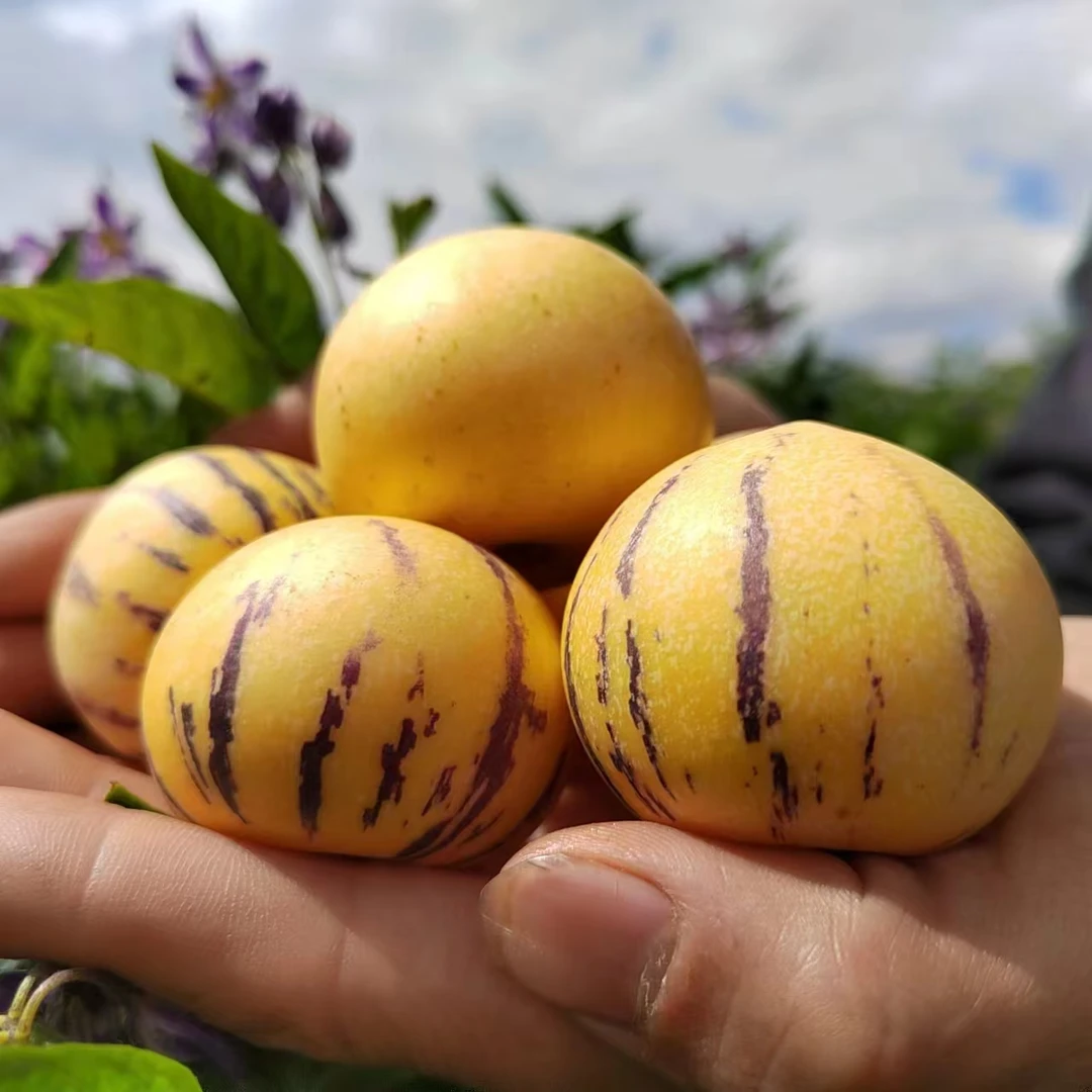 云南石林树熟人参果小果30-50克（3斤装）