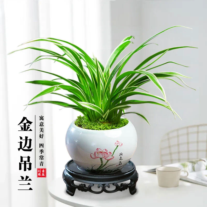金边吊兰盆栽室内桌面茶几好养花四季常青办公室花卉绿植开花植物