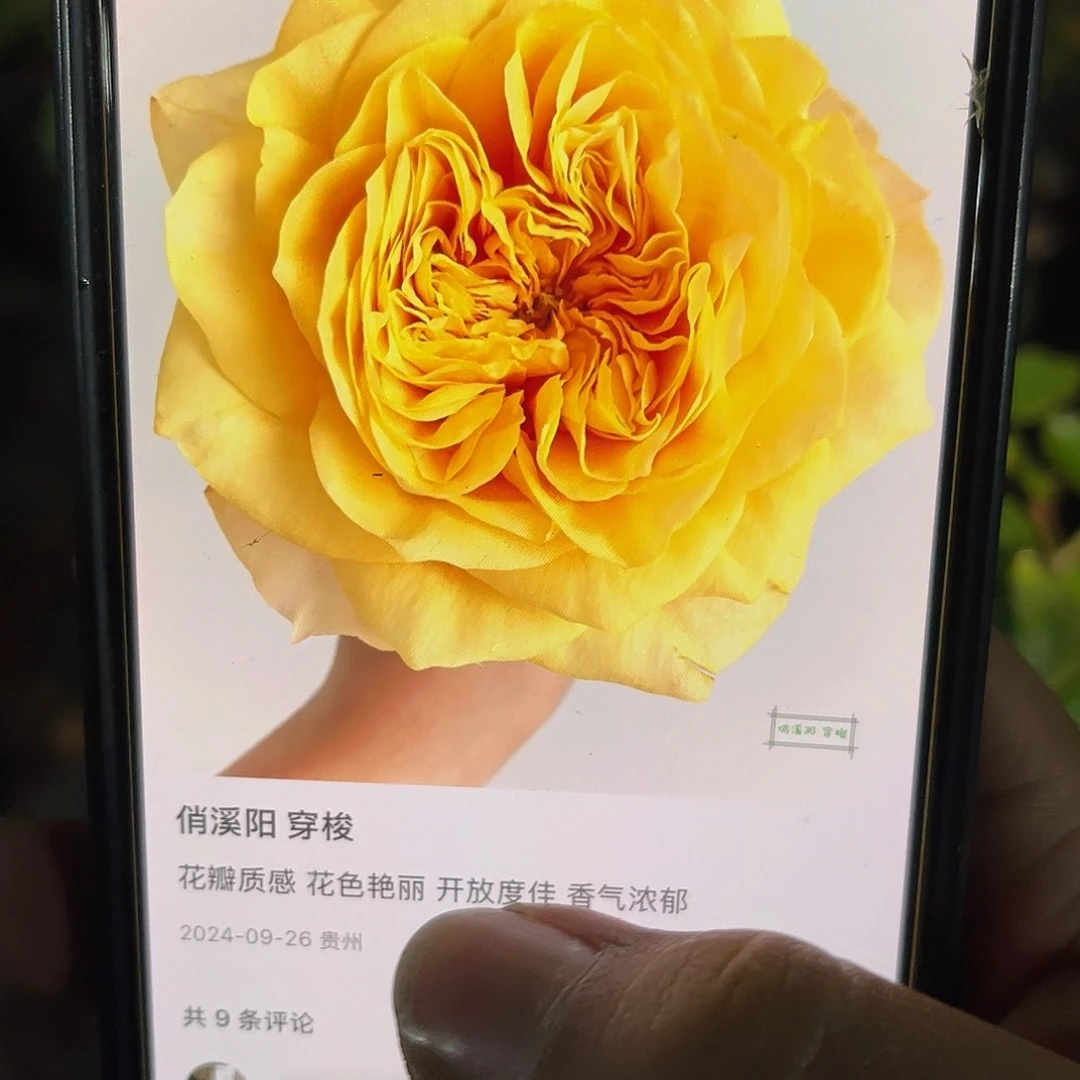 无花朵——-穿梭 福利款