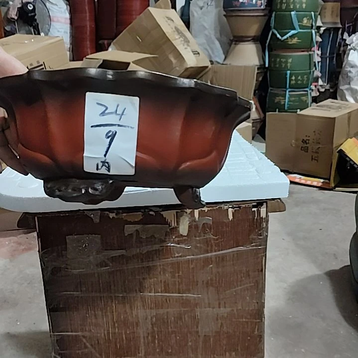 紫砂花盆老桩兰花君子兰