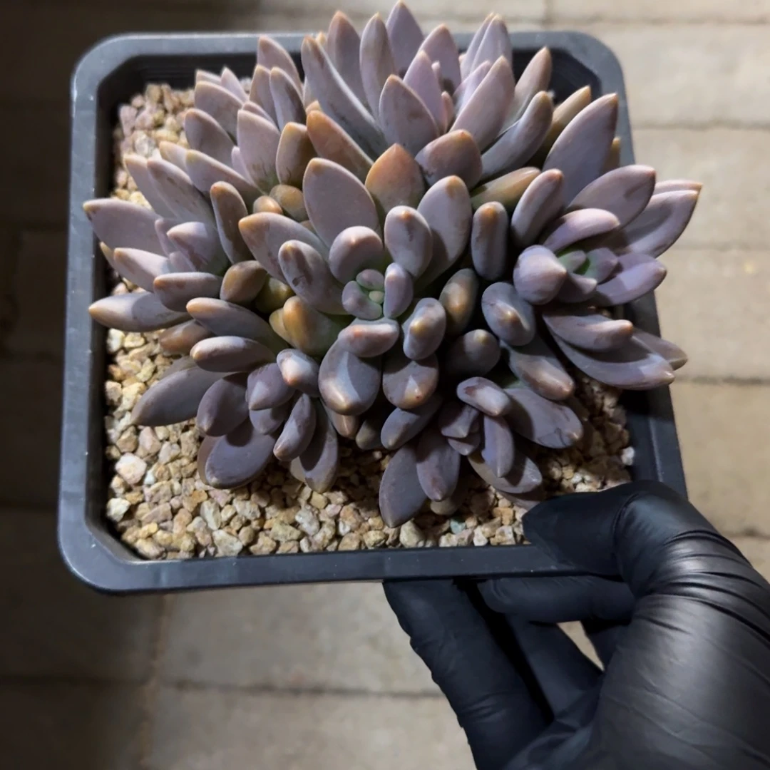 黑加仑11111111111111111